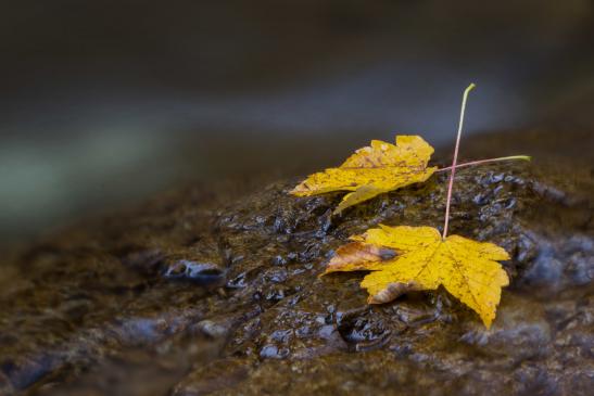 TS_0012 Herbstlaub