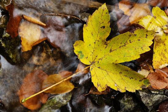 TS_0043 Herbstlaub